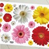 1 set of 4 Colors Daisy Flowers Wall Decal